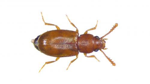 Réf. 236 753 : Myrmechixenus vaporariorum